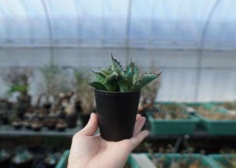 アガベ　チタノタ　 ブラックアンドブルー  2頭　Agave titanota black and blue Double head　A17