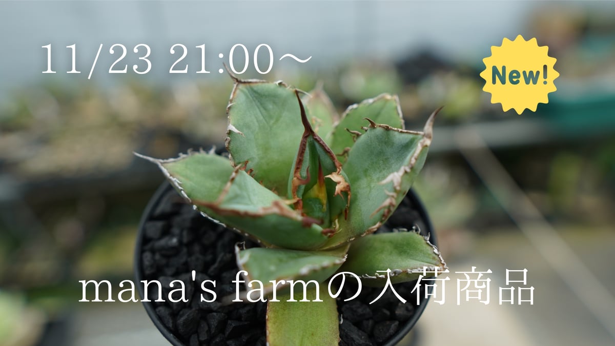 アガベ】期待の子株を多数アップします。 | mana's green:塊根 アガベ】期待の子株を多数アップします。 | mana's green:塊根