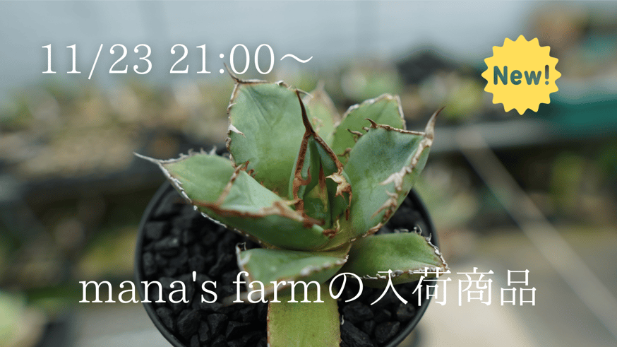 アガベ】期待の子株を多数アップします。 | mana's green:塊根 アガベ】期待の子株を多数アップします。 | mana's green:塊根