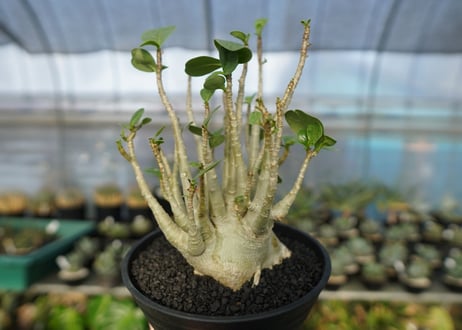 アデニウム　Adenium　No.9