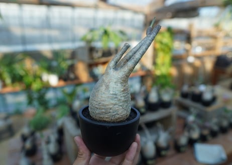 【未発根】パキポディウム　グラキリス　 Pachypodium Gracilius  No.22