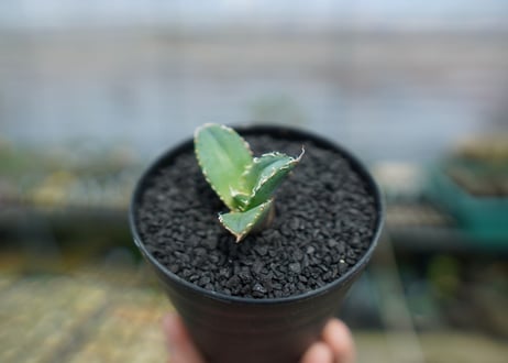 アガベ　チタノタ　FO-76　agave titanota  FO-76　No.4