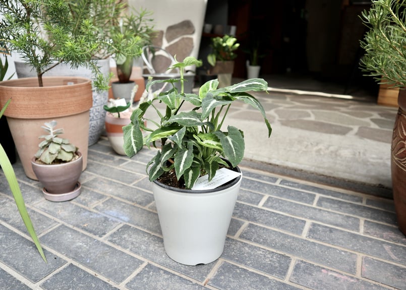 観葉流木付け アスプレニウム マドカズラ シンゴニウム スイカぺぺ リプサリス 濃い緑色の波打つ葉がとても力強いアスプレニウムプリカーツムア