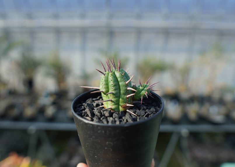 ユーフォルビア フェロックス Euphorbia ferox | mana's farm:塊根