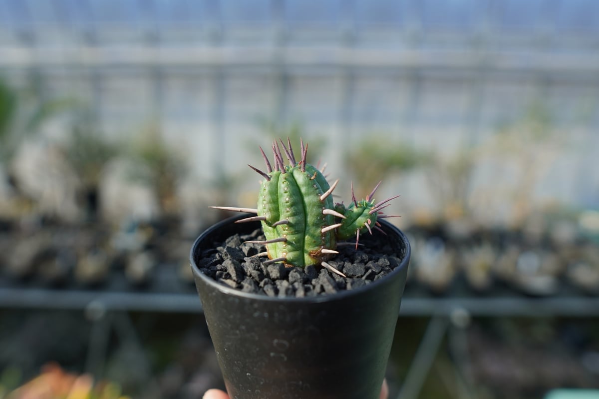ユーフォルビア フェロックス Euphorbia ferox | mana's farm