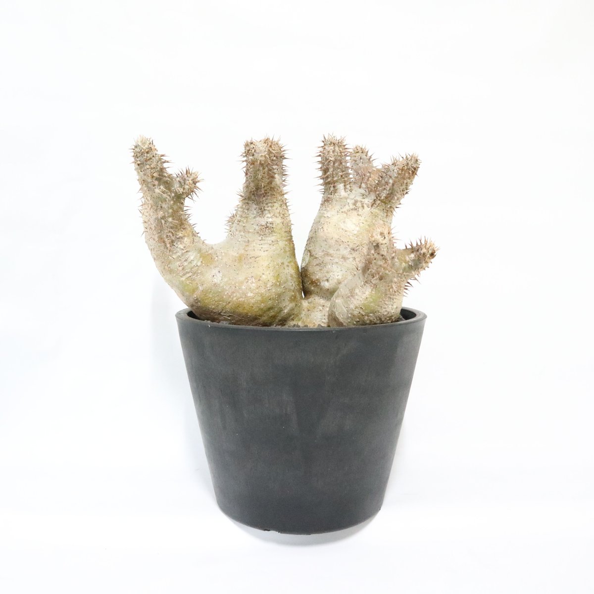 パキポディウム　デンシフローラム　塊根植物 パキポディウム デンシフローラム – MOLLIS