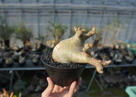 パキポディウム　マカイエンセ　Pachypodium makayense  No.1
