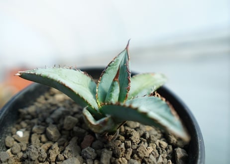 アガベ　チタノタ　ブルー　Agave titanota Blue 　NO.1