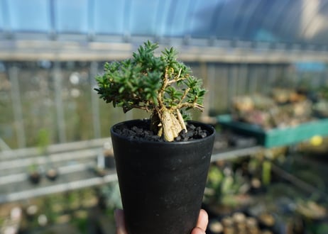 トリコディアデマ ステラツム　Trichodiadema stellatum  No.1