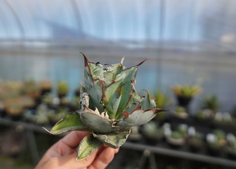 agave titanota ブラック＆ブルー　No.8