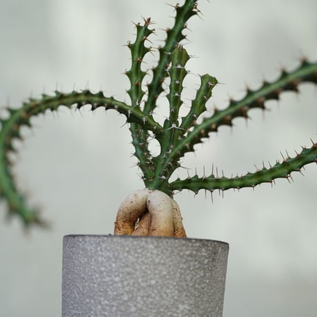 ユーフォルビアクンチー | STORES