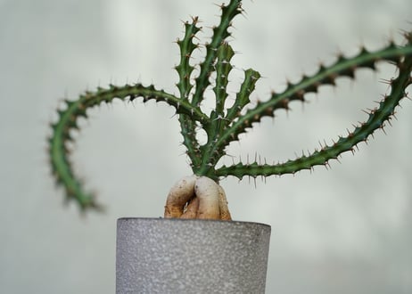 Euphorbia knuthii