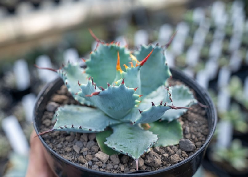 アガベ ポタトラム ”スポーン” agave potatorum 