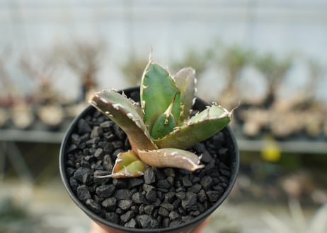 アガベ　チタノタ　鬼爪雪峰  Agave titanota “Onitsume Yukimine”