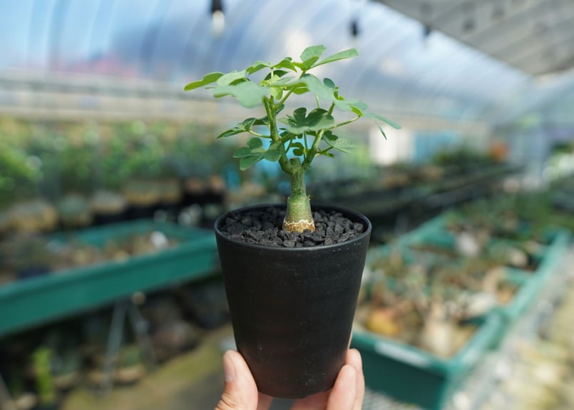 アデニア グラウカ Adenia Glauca No.1 | mana's farm:塊根植物