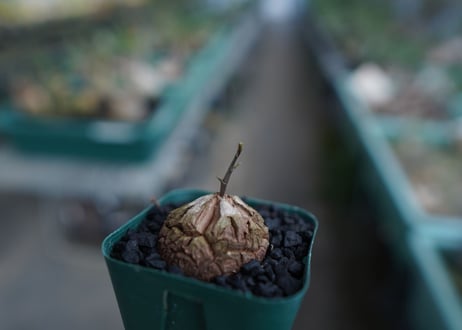 亀甲竜　Dioscorea elephantipes　No.4