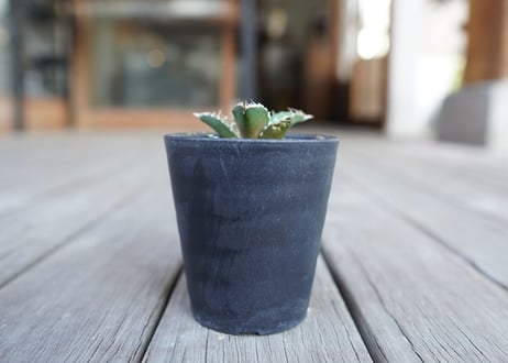 アガベ オテロイ オアハカ agave oteroi oaxaca