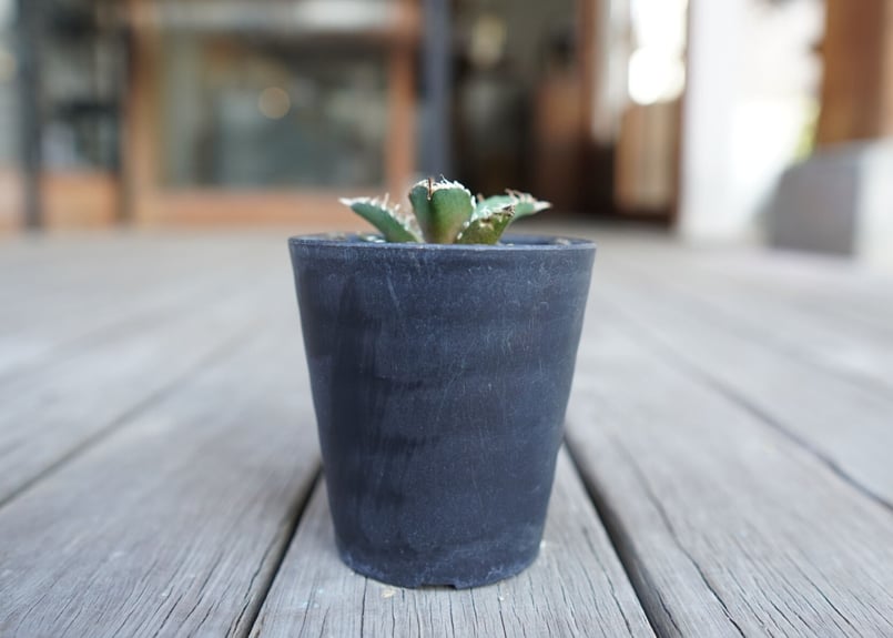 アガベ オテロイ オアハカ agave oteroi oaxaca | mana's farm