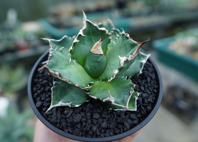 アガベ チタノタ 白火焔 agave titanota white fire No.1 | m アガベ チタノタ 白火焔 agave titanota white fire No.1 | m