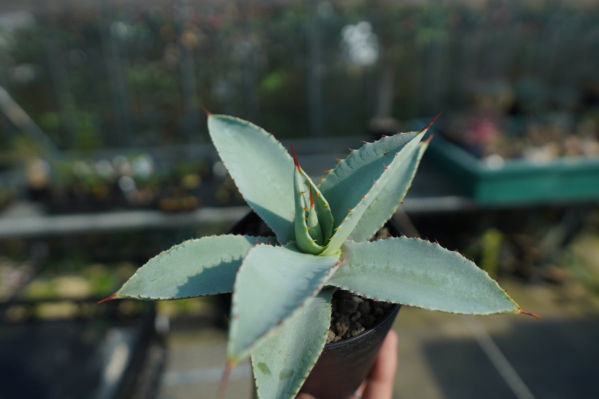 アガベ ドラゴントゥース Agave Dagontoes No.2 | mana's farm