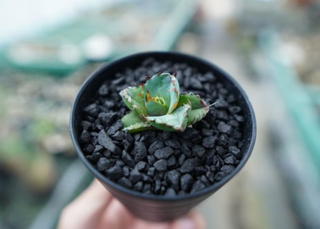 アガベ　チタノタ　 ブラックアンドブルー 　Agave titanota black and blue　No.2