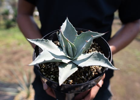 Agave ovatifolia 'Frosty Blue'