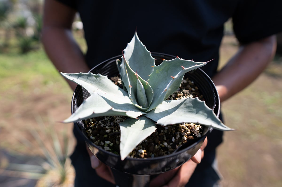 Agave ovatifolia 'Frosty Blue' | mana's green:塊...