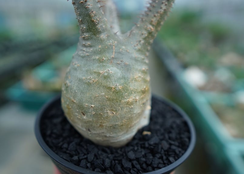 ぴっころです。 グラキリス Pachypodium gracilius ⑤ パキポディウム グラキリス Pachypodium Gracilius No.5 | ma