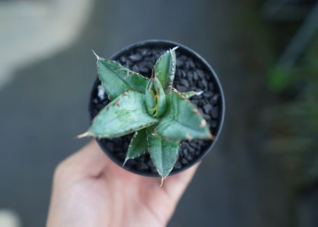 アガベ　チタノタ　 ブラックアンドブルー 　Agave titanota black and blue　No.3