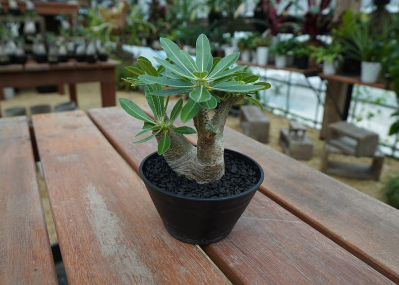 パキポディウム マカイエンセ Pachypodium makayense No.10 | ma