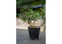 沖縄実生！超緑！最高！ボンバックス！ プセウド ボンバックス 沖縄実生 | mana's farm:塊根植物