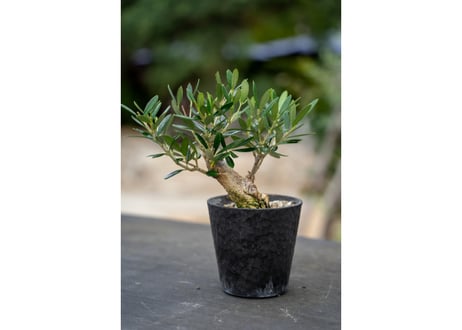 CATEGORY 10001〜 | mana's farm:塊根植物・アガベ・ドライガーデン植