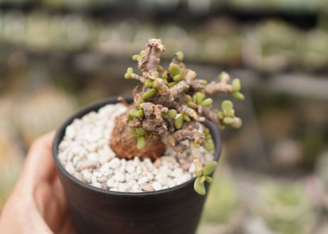 Ceraria pygmaea ケラリア ピグマエア　B NO.10