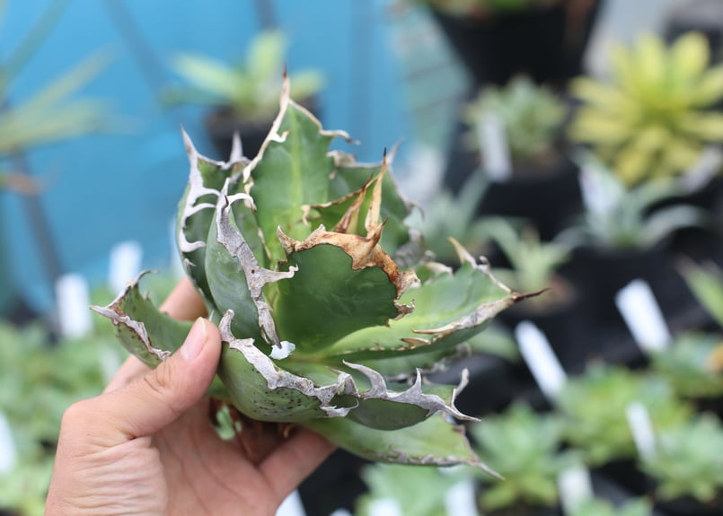 Agave titanota fo-76 | mana's farm:塊根植物・アガベ・ドライ