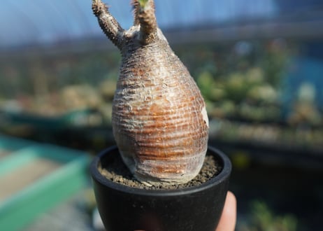 パキポディウム　グラキリス　 Pachypodium Gracilius  No.9