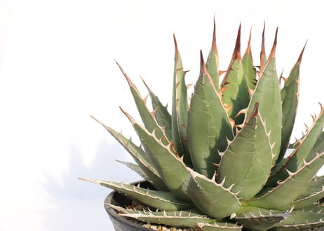 Agave purpusorum  選抜株