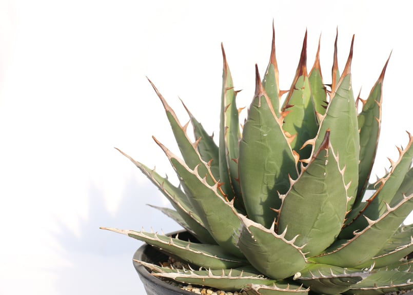 Agave purpusorum 選抜株 | mana's farm:塊根植物・アガベ・ドラ
