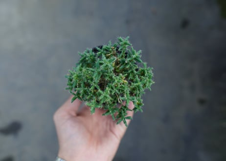 トリコディアデマ ステラツム　Trichodiadema stellatum  No.3