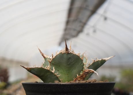 agave oteroi oaxaca　NO.2