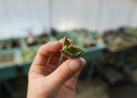 【抜き苗】アガベ　チタノタ　白鯨　Agave titanota White whale