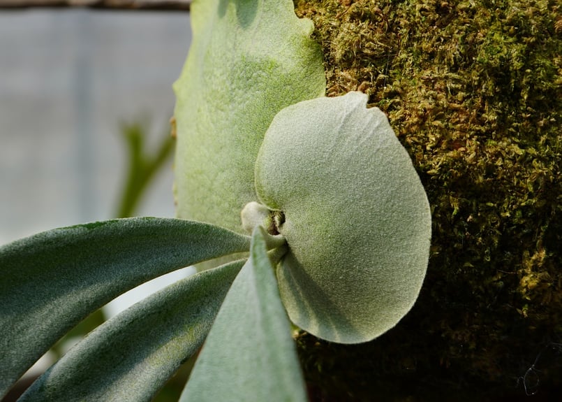 ビカクシダ ウィリンキー 月光爪哇 P. willinckii '月光爪哇' (OC) |
