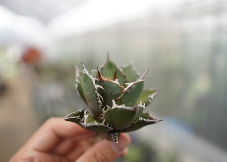 Agave titanota FO-76 C NO.1   (G)