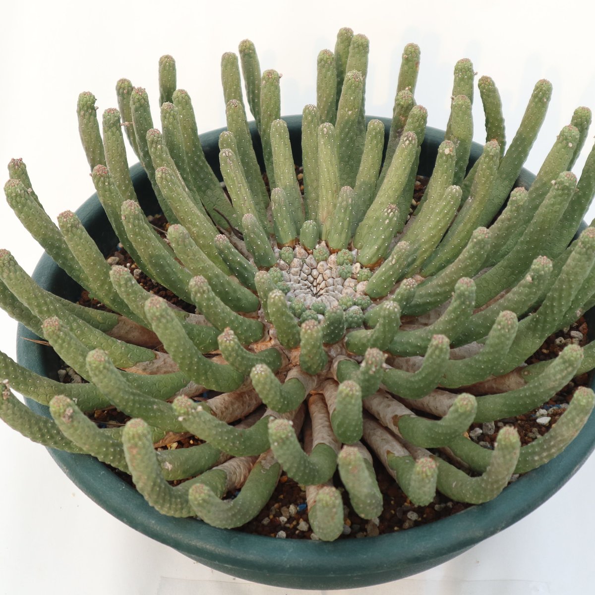 ユーフォルビア　エスクレンタ　現地球 ユーフォルビア エスクレンタ Euphorbia esculenta no.228