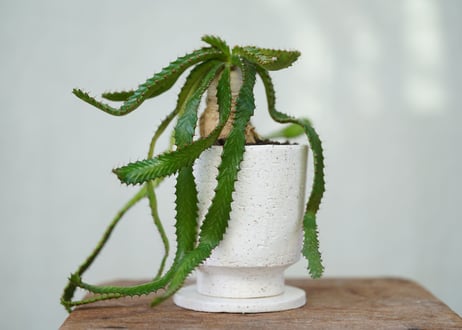 Euphorbia stellata