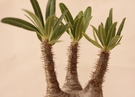 Pachypodium Gracilius パキポディウム  グラキリス  №１０