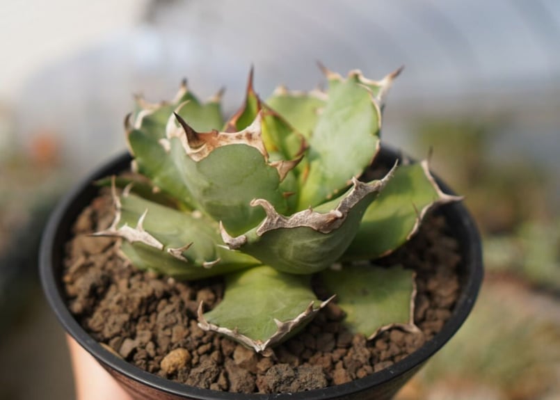 当店の記念日 アガベ チタノタ 姫厳龍 植物/観葉植物 - www ...