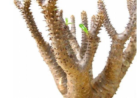 Pachypodium makayense パキポディウム マカイエンセ　魔界玉