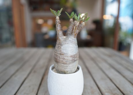 パキポディウム　グラキリス　 Pachypodium Gracilius