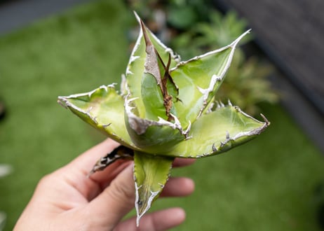 Agave Sowing seeds NO.4   (G)