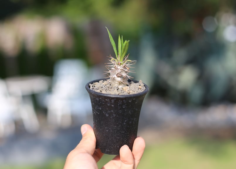 パキポディウム ラモスム | mana's farm:塊根植物・アガベ・ドライ